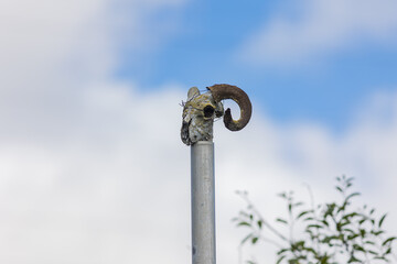 Fototapeta na wymiar skull skeleton of a ram on a pole against the blue sky