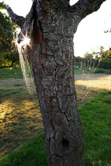 Spinnweben an einem alten Baum