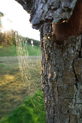 Spinnweben an einem alten Baum