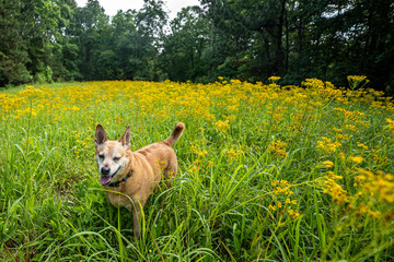 Dog standing in flowers