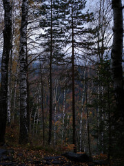 dense mysterious forest in the mountains. autumn landscape on the forest. autumn color scheme