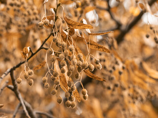 Herbstliche Aufnahme von einem kleinen Zweig der Winterlinde (Tilia cordata) an dem reife Früchte hängen.