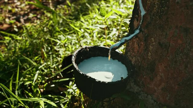Tapping latex rubber tree at asia Thailand