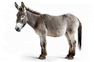 Donkey Delight: A 3D Rendering of a Brown and White Donkey,donkey isolated on white,portrait of a donkey
