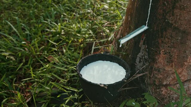 Fresh milky Latex flows from para rubber tree into a plastic bowl