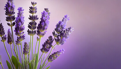 lavender flowers in full bloom against a soft purple gradient