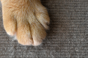Ginger cat paw on the old rug. The concept of how to stop cats scratching the rug or carpet. Copy space is on the right. 