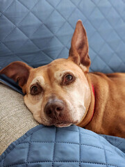 Senior brown dog content at home