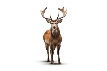 The King of the Forest: A Stunning Image of a Stag with Antlers,deer isolated on white