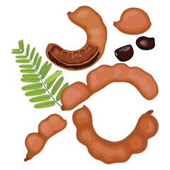 Vector illustration set of tamarind in cartoon flat syle design. Brown asian exotic fruit. Whole and opened pod with pulp. Seeds and green leaves. Ripe and fresh natural agriculture product