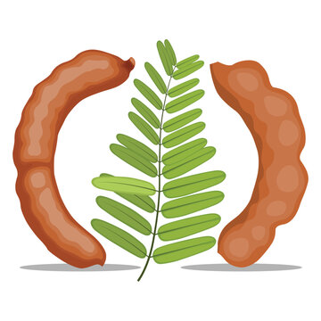 Vector illustration set of tamarind in cartoon flat syle design. Brown asian exotic fruit. Whole and opened pod with pulp. Seeds and green leaves. Ripe and fresh natural agriculture product
