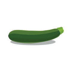 Vector illustration of zuchchini vegetable in flat style. Single, group, whole and sliced fresh zuchchini. Agriculture organic healthy vegetable good for vegetarian. Raw Zuchchini isolated on white