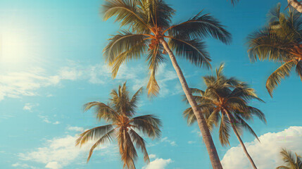 Fototapeta na wymiar Palm trees view from below, tropical beach, and summer background, travel concept. Blue sky