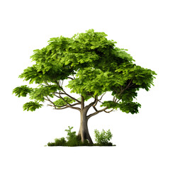 Rich and beautiful big trees on transparent background PNG