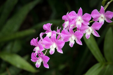 Purple Denerobium Orchids (Dendrobium Hybrid) in tropical garden.