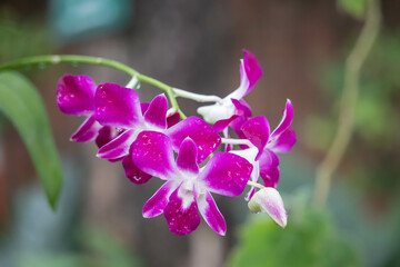 Purple Denerobium Orchids (Dendrobium Hybrid) in tropical garden.