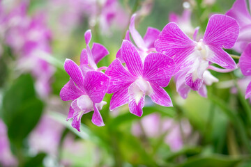 Purple Denerobium Orchids (Dendrobium Hybrid) in tropical garden.