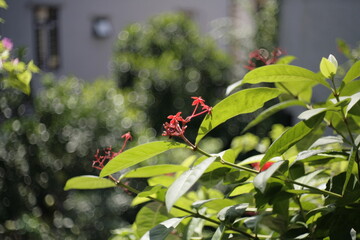flowers in the garden