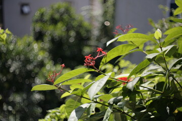 red and yellow flowers