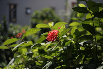 wild strawberry in the garden