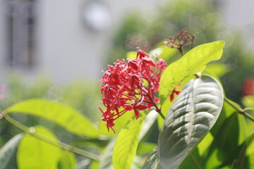 red and yellow flowers