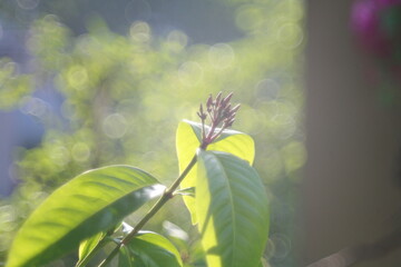 flowers in the garden