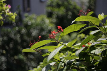 red and yellow flowers