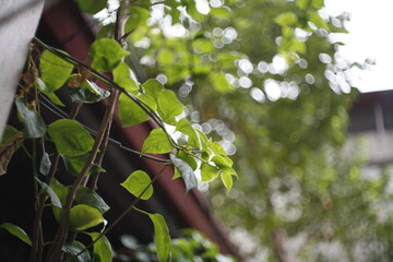 hand picking up apple