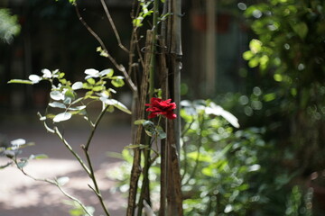 red flower in the garden