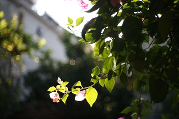 spring tree branch with flowers