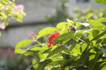 red and green parrot