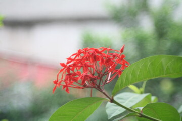 red flower