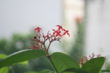 red flower in the garden