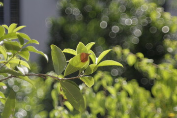 flowers in the garden