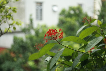 red and yellow flowers