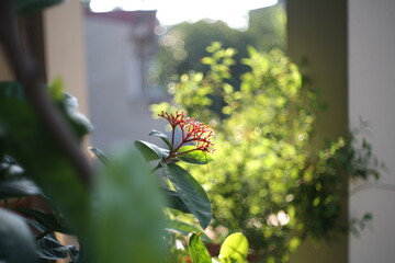 monarch butterfly on a flower