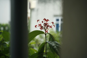 flowers in the window