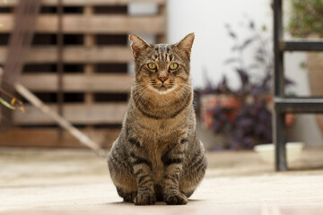 Gato atigrado domestico sentado y mirando al frente en Sellent, España