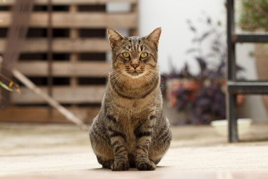 Gato atigrado domestico sentado y mirando al frente en Sellent, Espa&ntilde;a