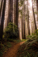 California's Redwood National Park