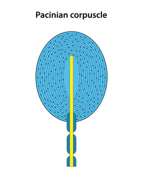 Skin receptor. Pacinian Corpuscle.