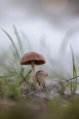 Small mushrooms in a pine forest with fog.