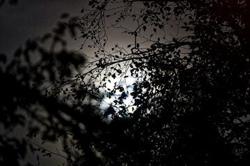 Glowing full moon with silhouette of branches on a cloudy autumn night at Swiss City of Zürich. Photo taken October 28th, 2023, Zurich, Switzerland. - obrazy, fototapety, plakaty