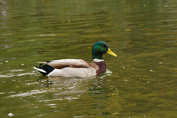 Wild ducks swim in a living nature on the river.