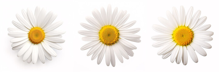 A stunning Marguerite Daisy, isolated on a bright backdrop.