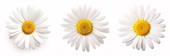 Tuinposter A stunning Marguerite Daisy, isolated on a bright backdrop. © ckybe