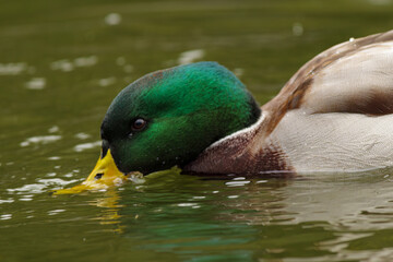 Wild ducks swim in a living nature on the river.