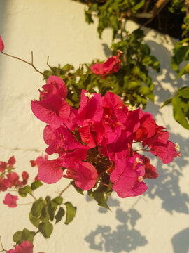 Bougainvillea flowers in natural colors