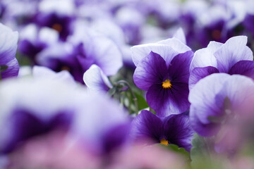 Light and dark violet in a flower bed on a spring day in Bonn, Germany.
