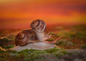 Two Snails on Moss and at Sunset